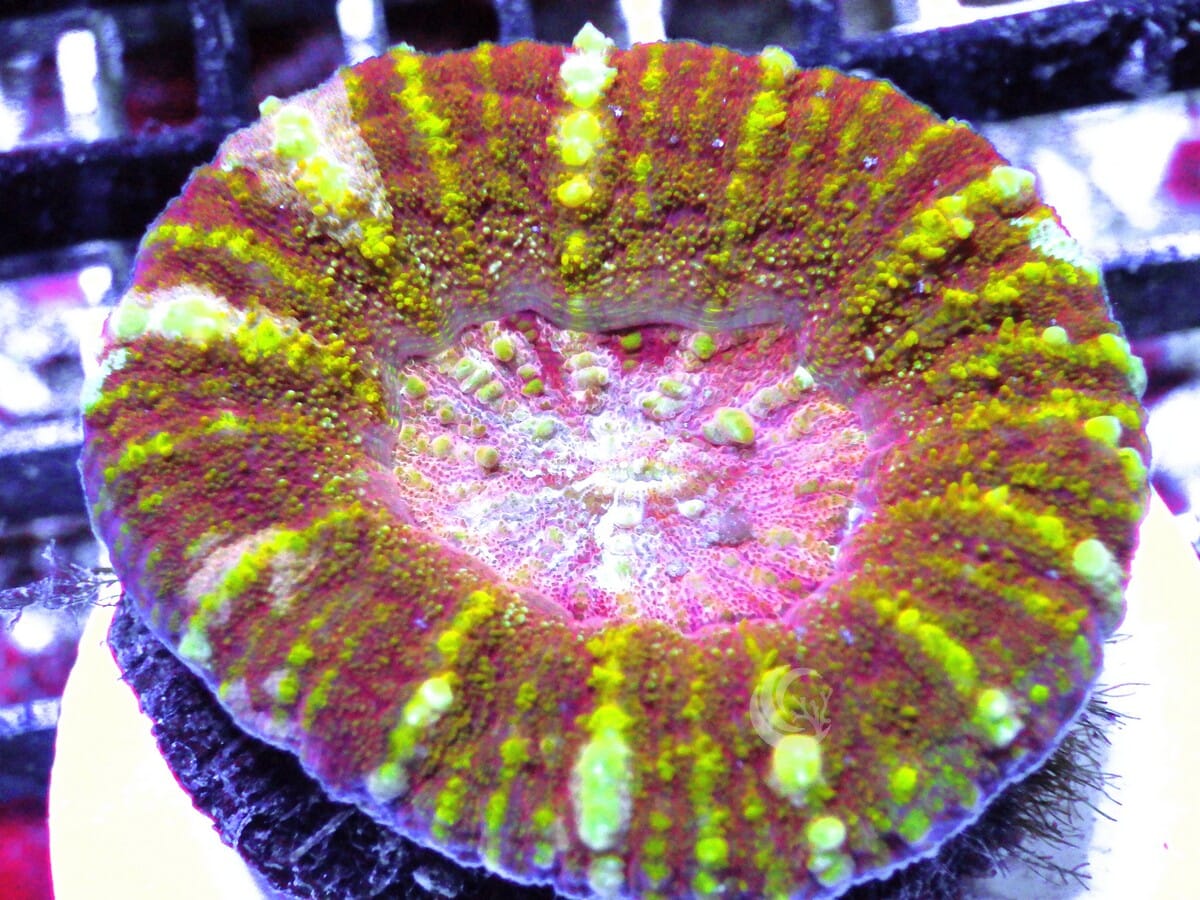 Yellow Striped Pink Micromussa pacifica