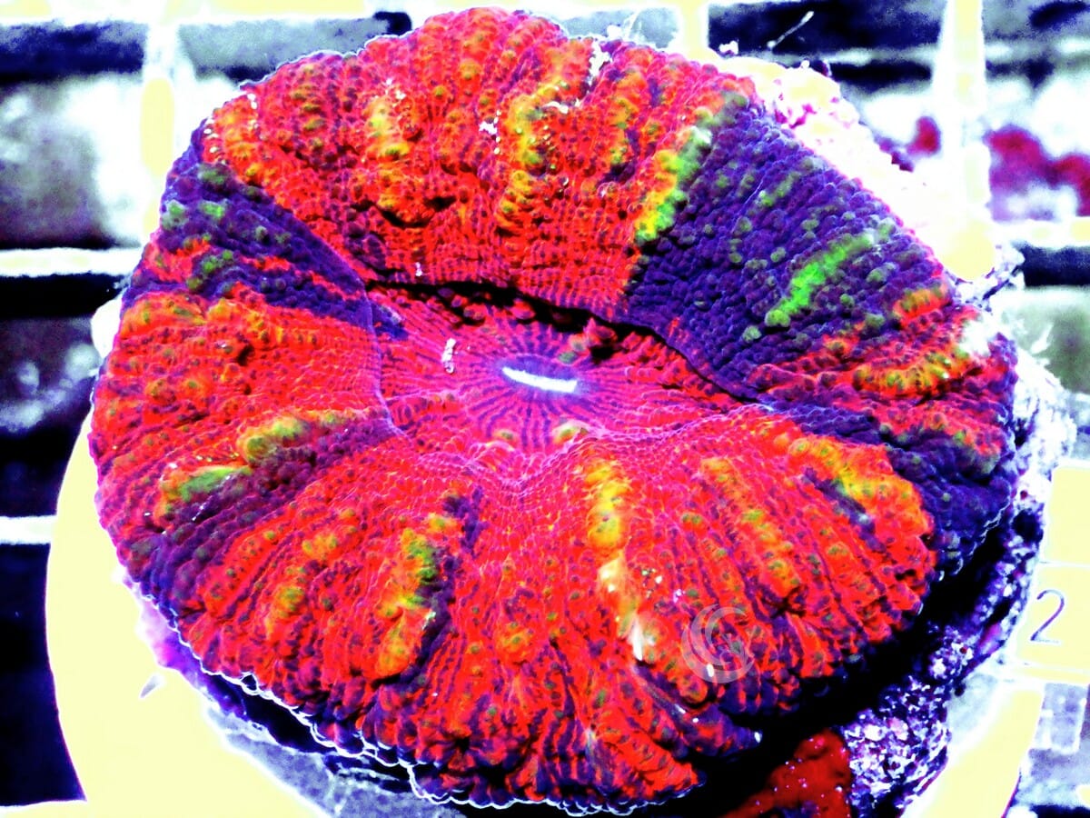 Rainbow Micromussa pacifica