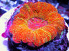 Orange-red Micromussa pacifica