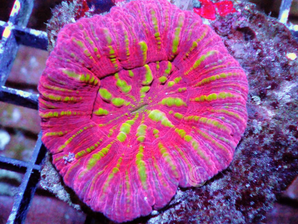 Pink-Red Micromussa pacifica