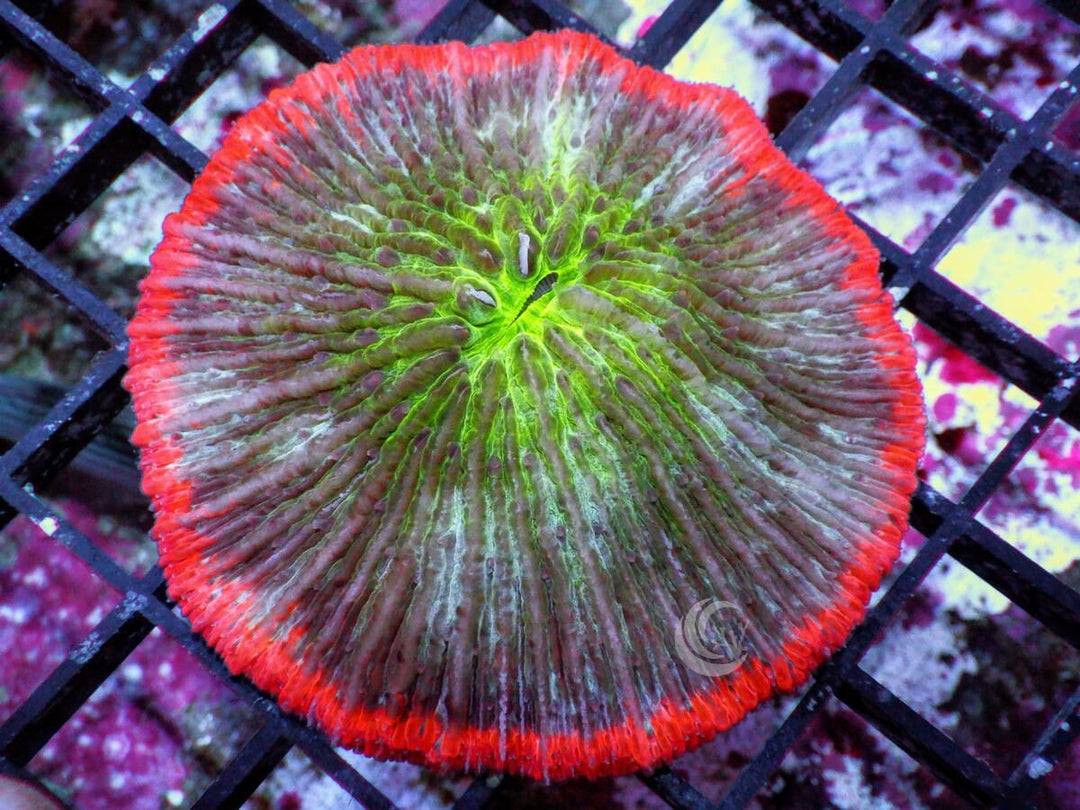 Pink Halo Fungia