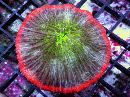 Pink Halo Fungia