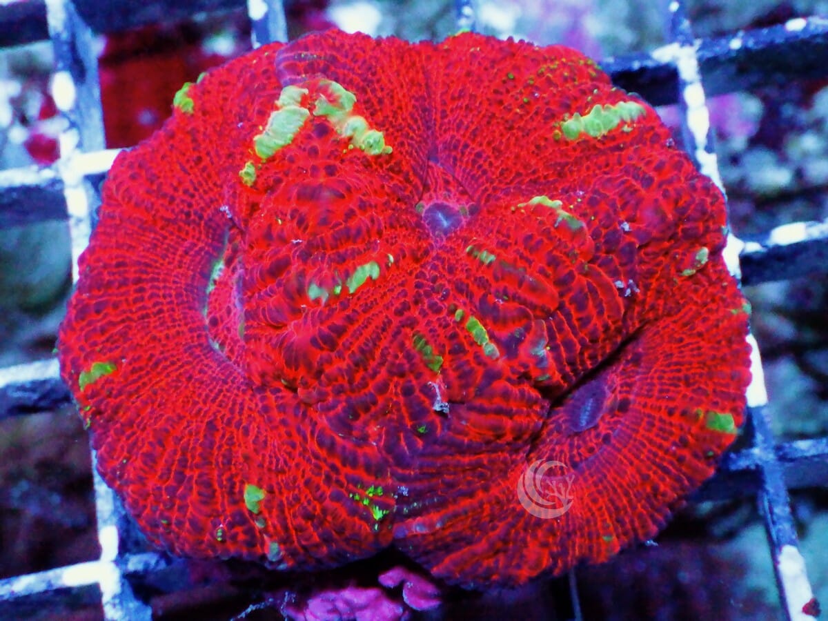 Red Micromussa pacifica