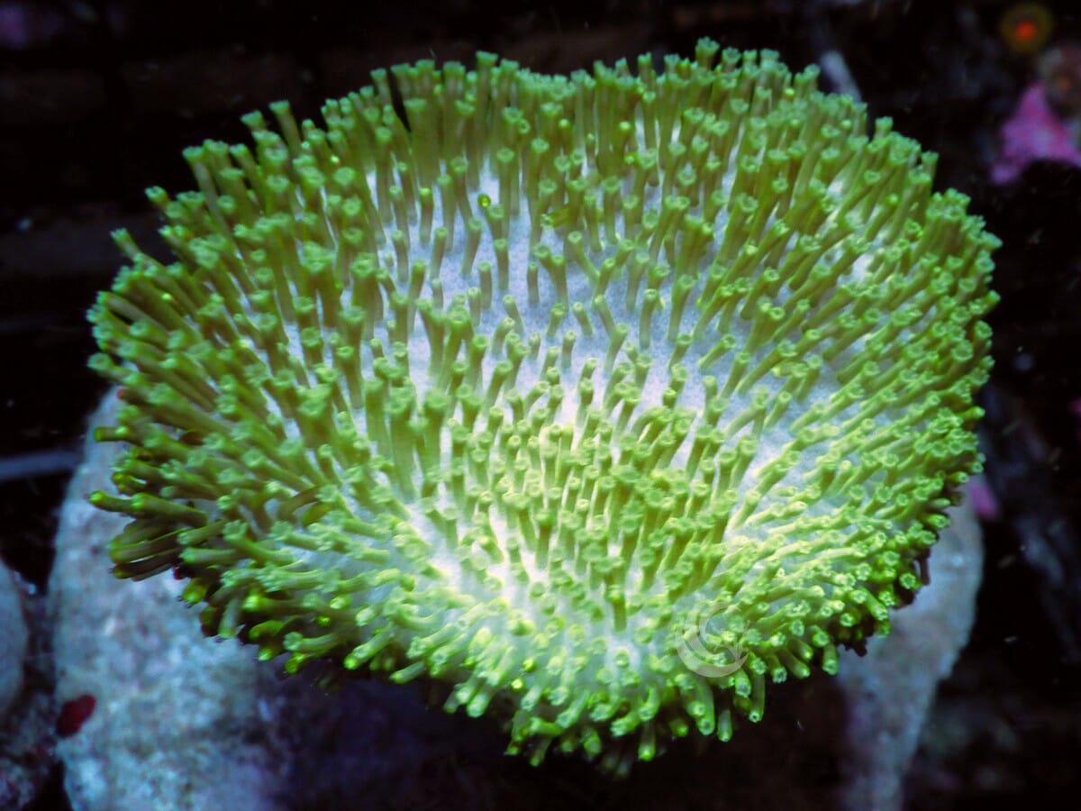 Green Toadstool Leather