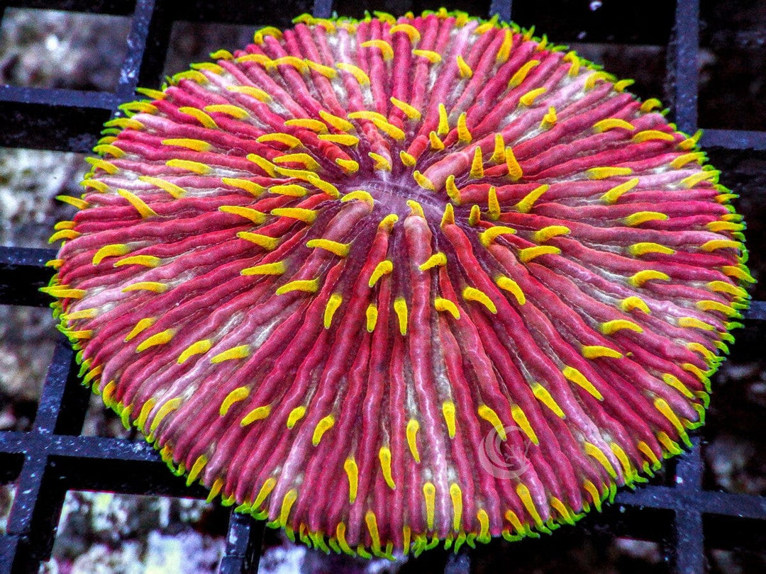Yellow Polyp Red Fungia