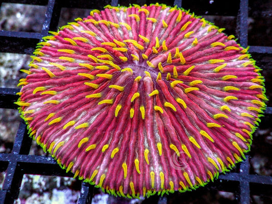 Yellow Polyp Red Fungia