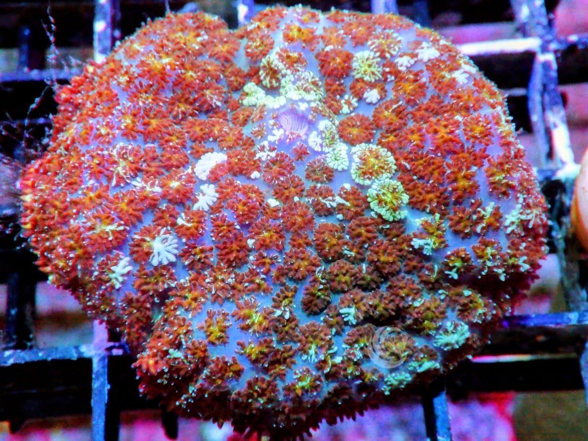 Bubbling Mushroom