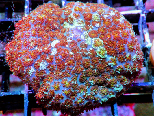 Bubbling Mushroom