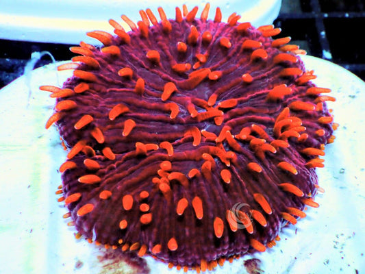 Red Polyp Diaseris