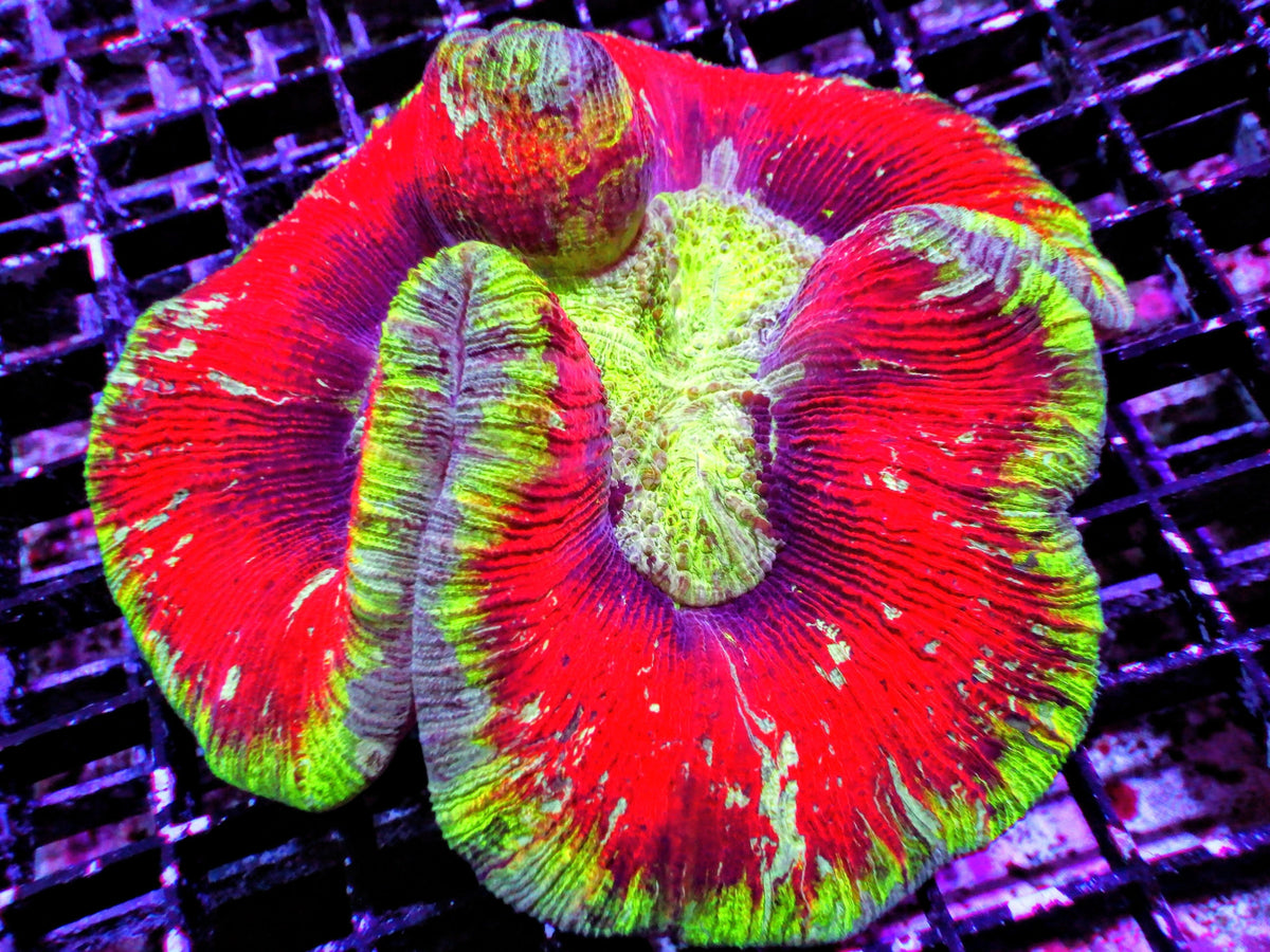 Ultra Trachyphyllia