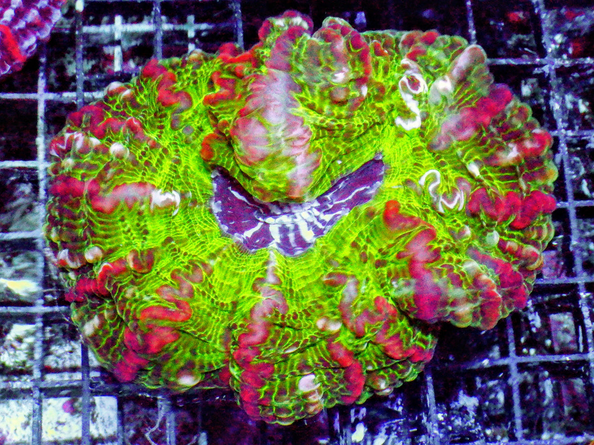 Red Striped Bright Green Indophyllia
