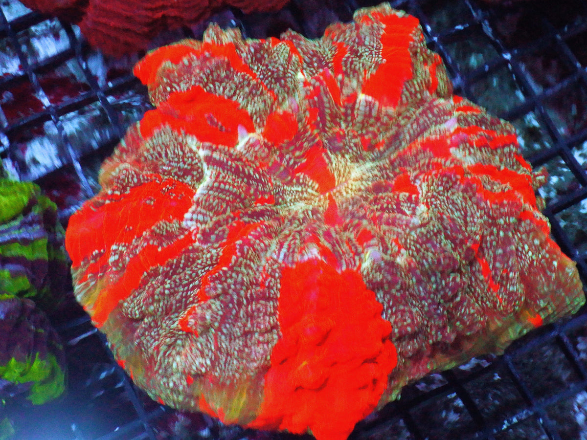 Ultra Acanthophyllia