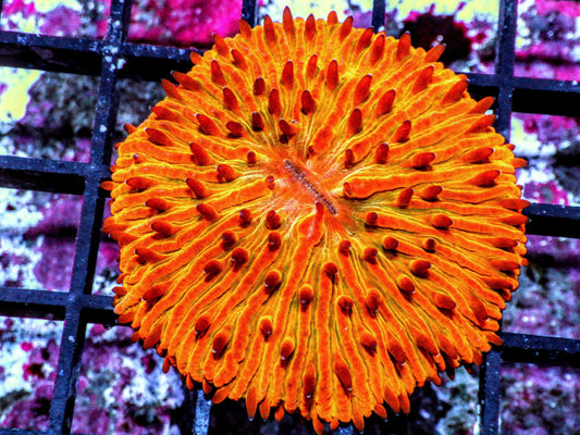 Orange Fungia