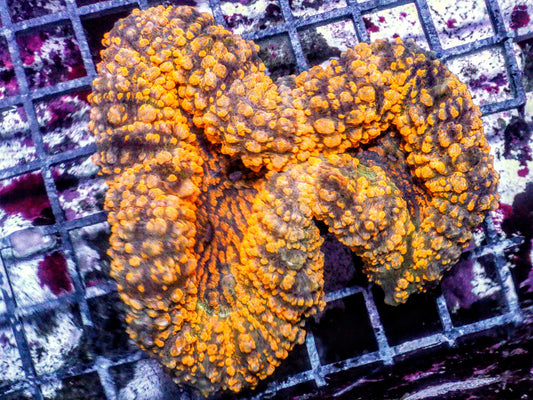 Orange Carpet Lobophyllia