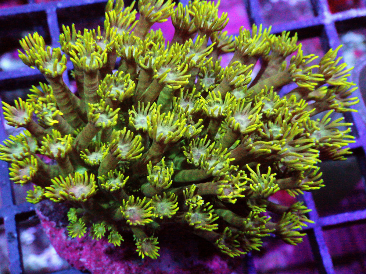 Green-Teal Goniopora