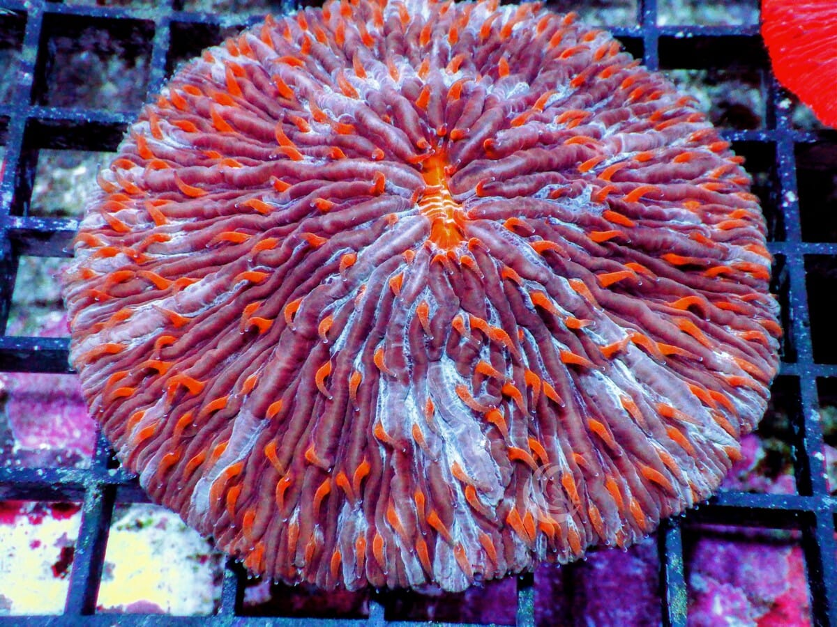 Red Polyp Fungia