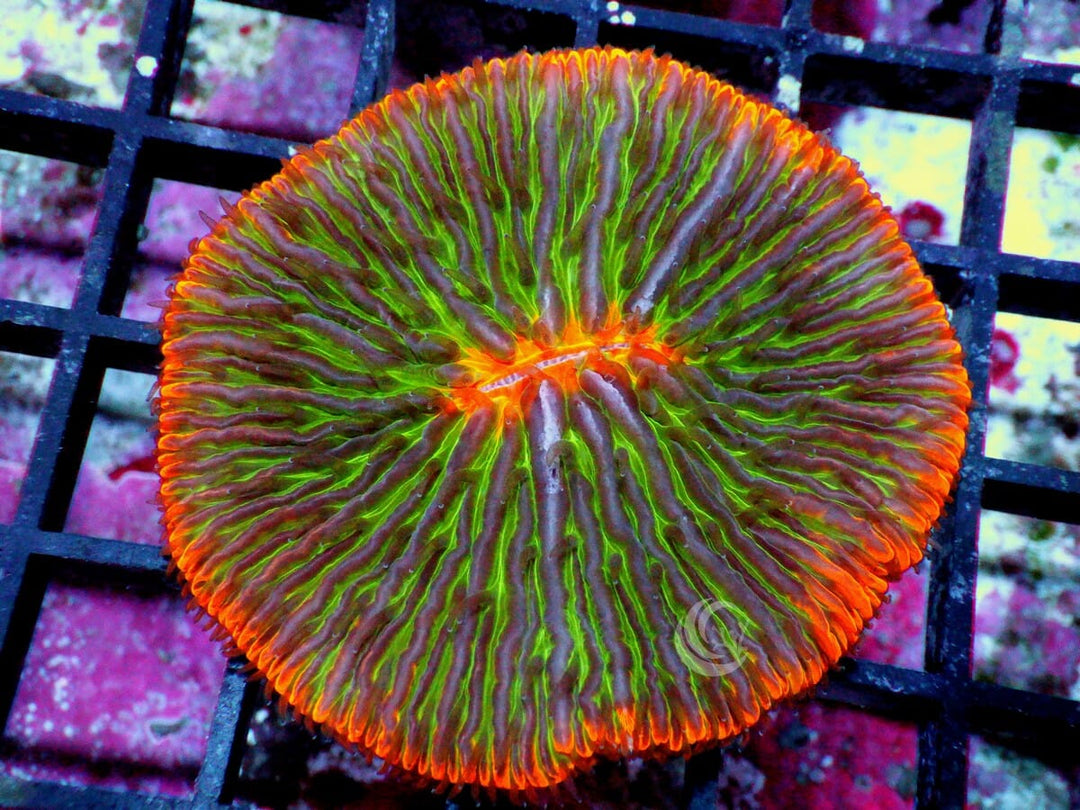 Solar Flare Fungia