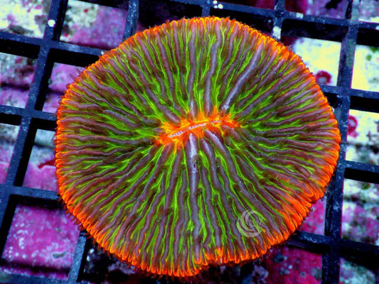 Solar Flare Fungia