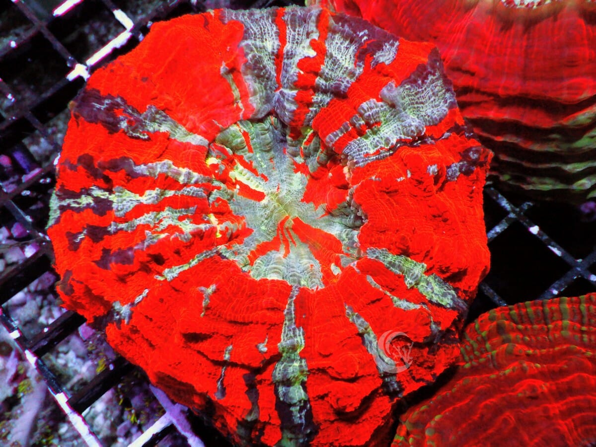 Ultra Acanthophyllia