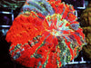 Rainbow Acanthophyllia