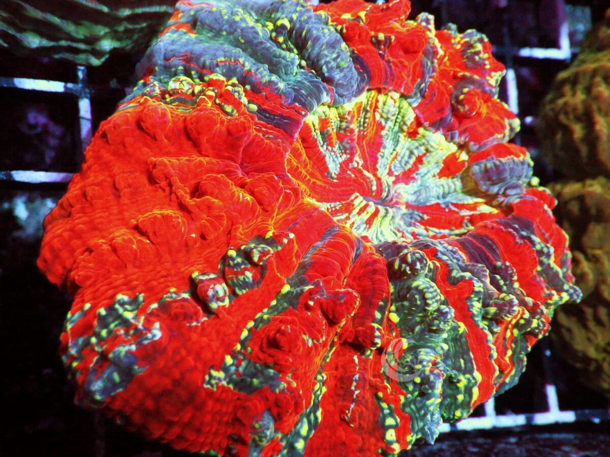 Rainbow Acanthophyllia