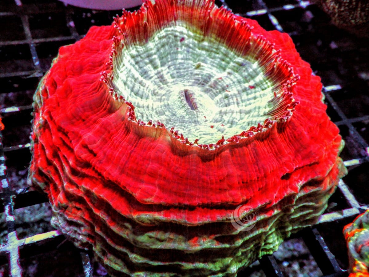 Green Rim Acanthophyllia