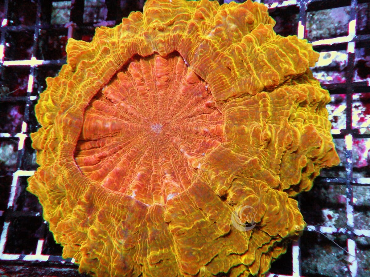 Orange-red Acanthophyllia