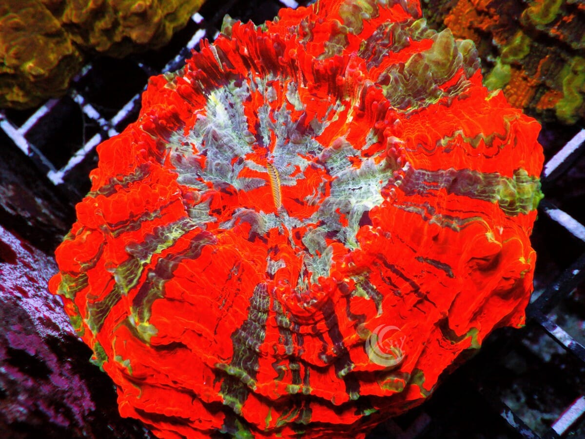 Ultra Acanthophyllia