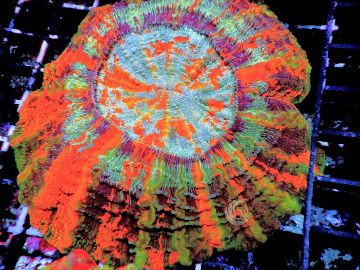 Ultra Acanthophyllia