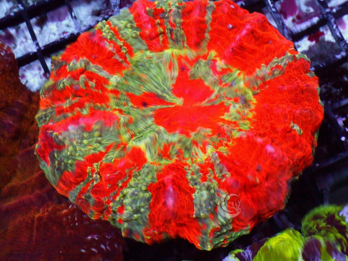 Ultra Acanthophyllia