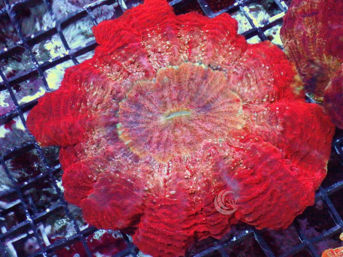 Red Acanthophyllia