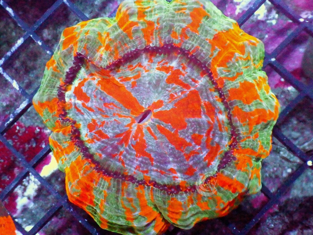 Ultra Acanthophyllia