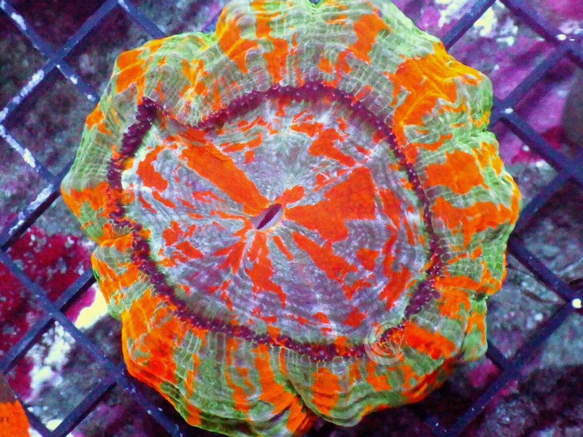 Ultra Acanthophyllia