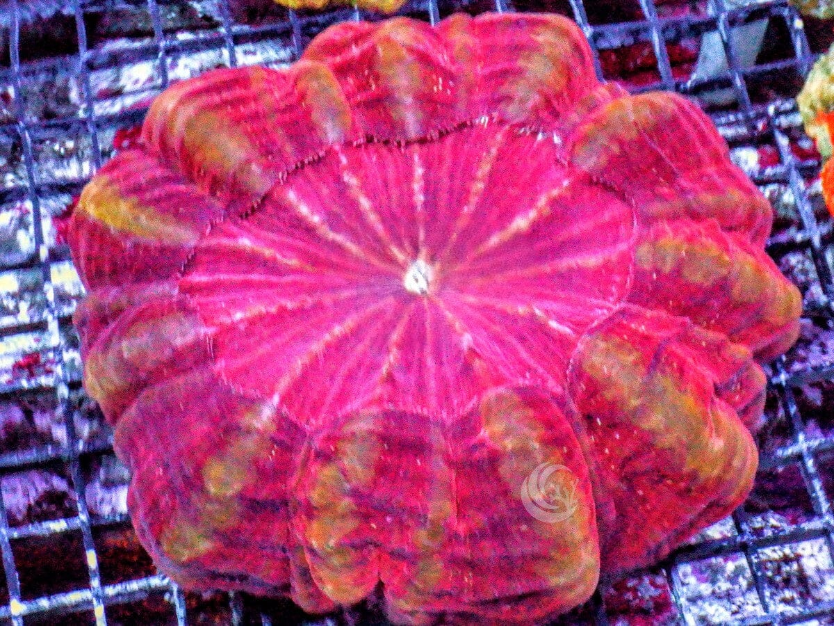 Red Pinwheel Acanthophyllia