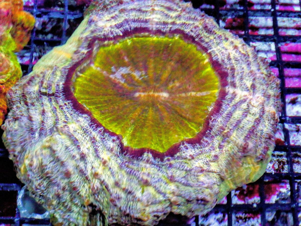 Unusual Acanthophyllia