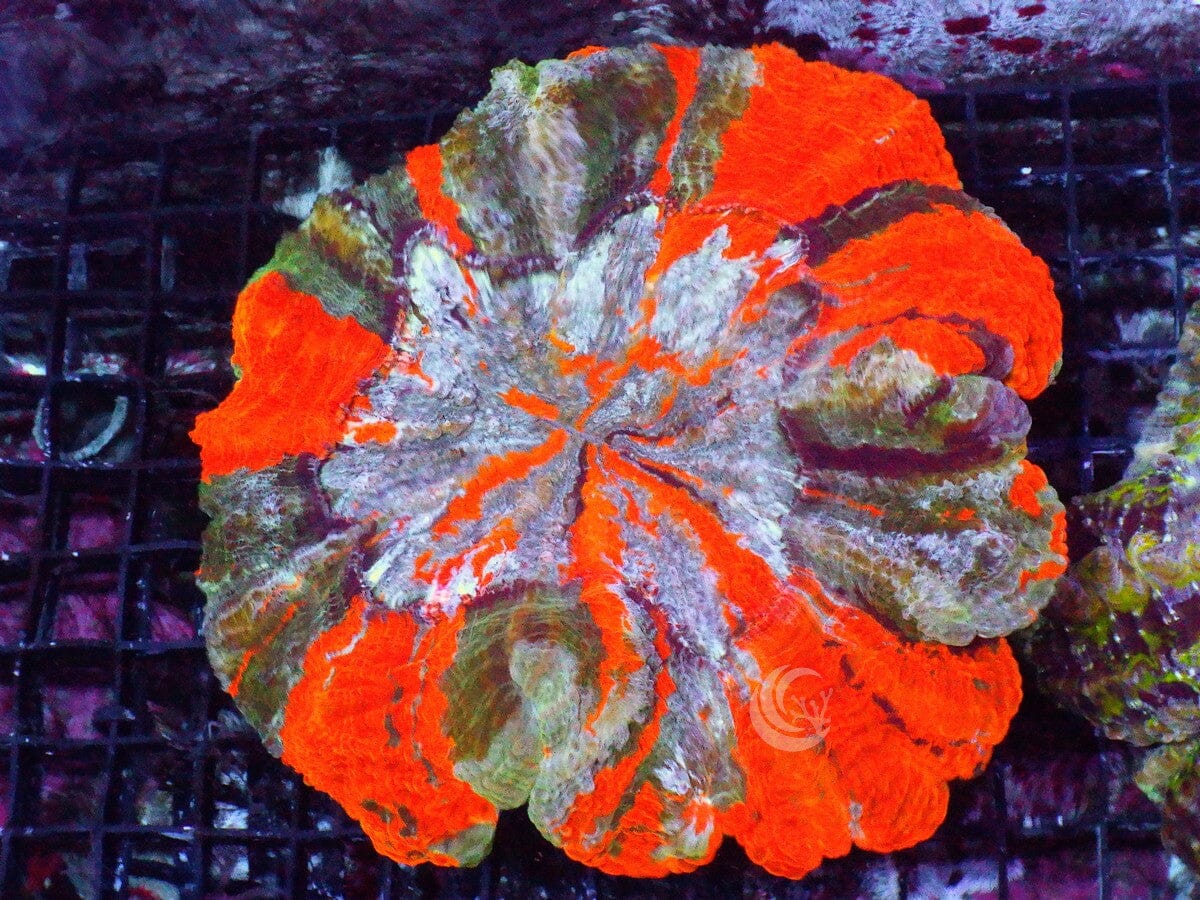 Ultra Acanthophyllia