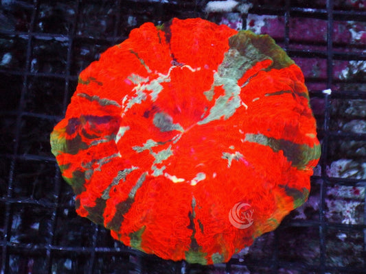 Ultra Acanthophyllia