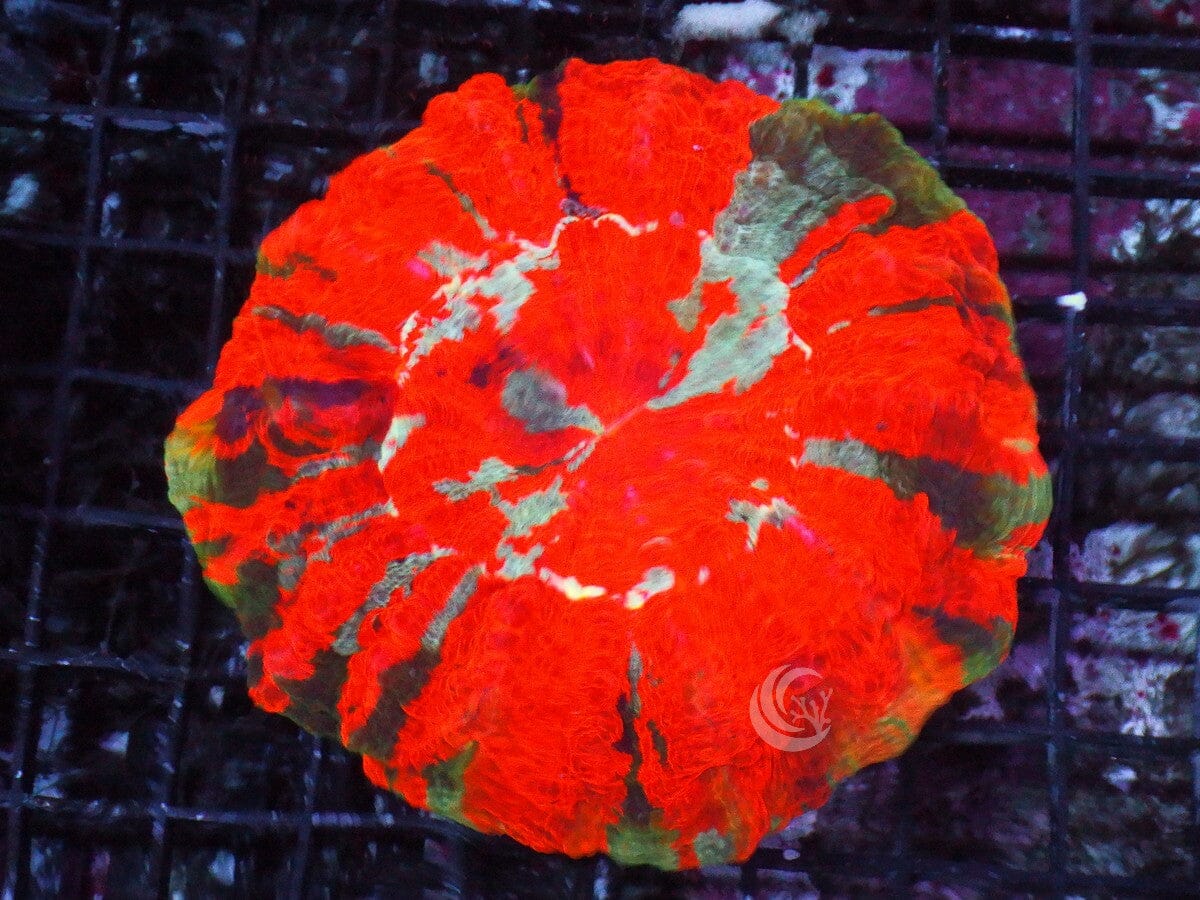 Ultra Acanthophyllia