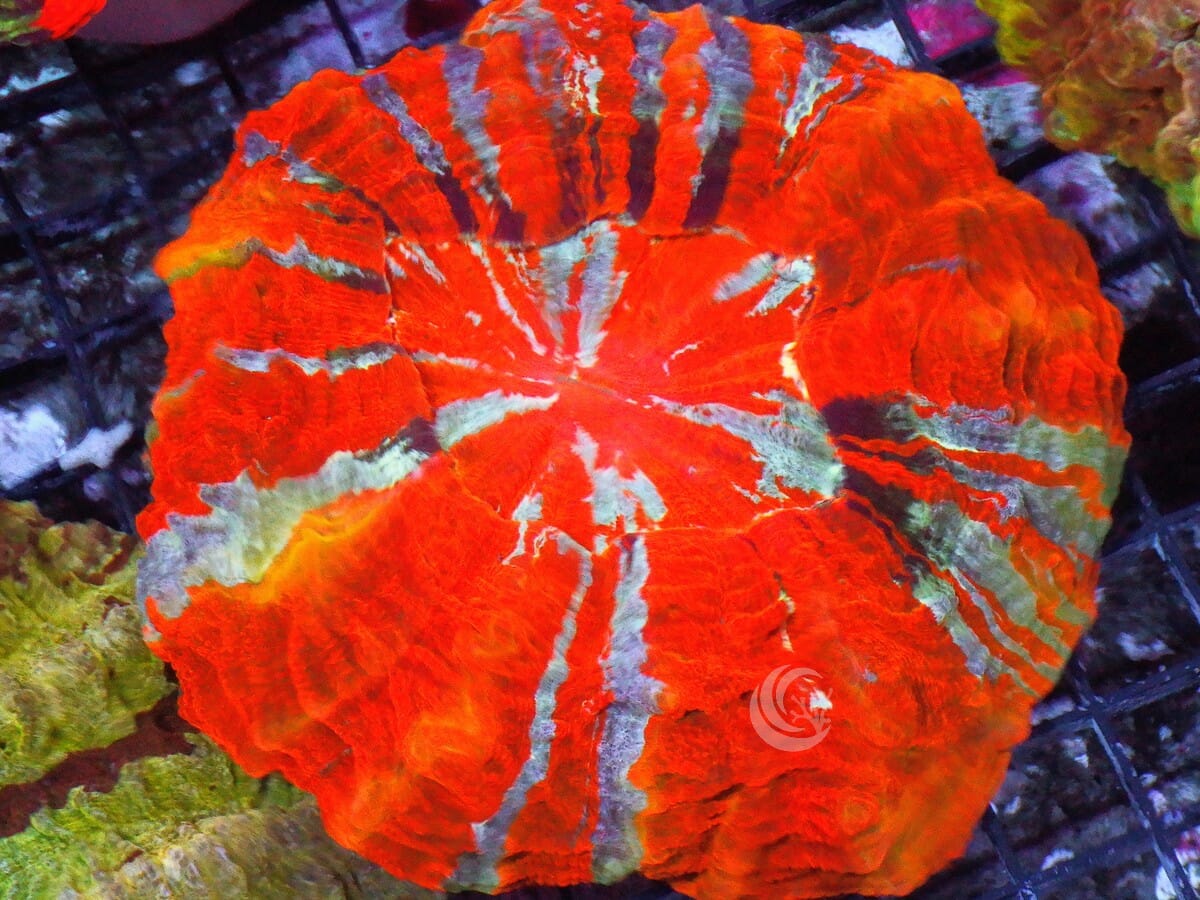 Ultra Acanthophyllia