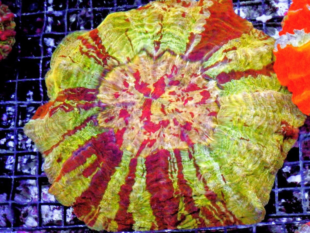 Ultra Acanthophyllia