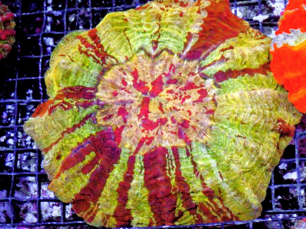 Ultra Acanthophyllia