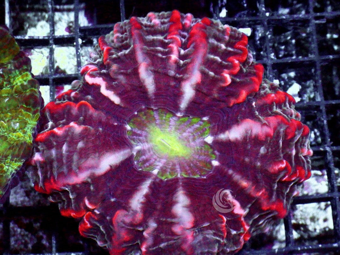 Red Streaked Indophyllia