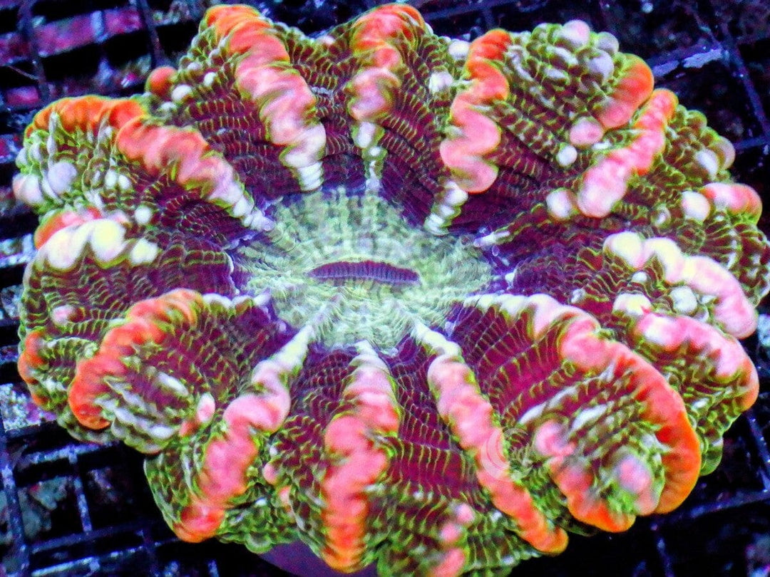 Red Streaked Indophyllia