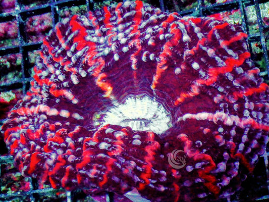 Red Striped Indophyllia