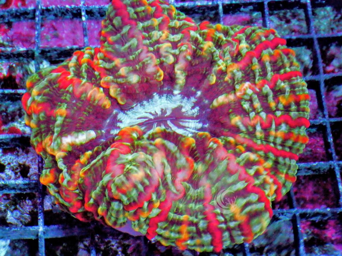 Red Streaked Indophyllia