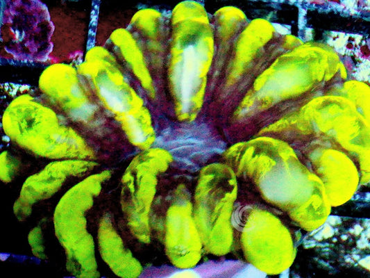 Yellow Indophyllia