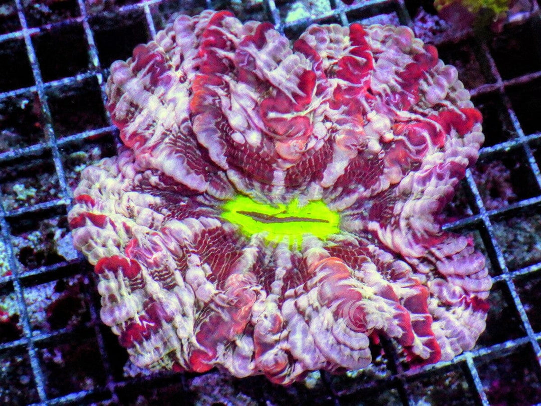 Pink Indophyllia