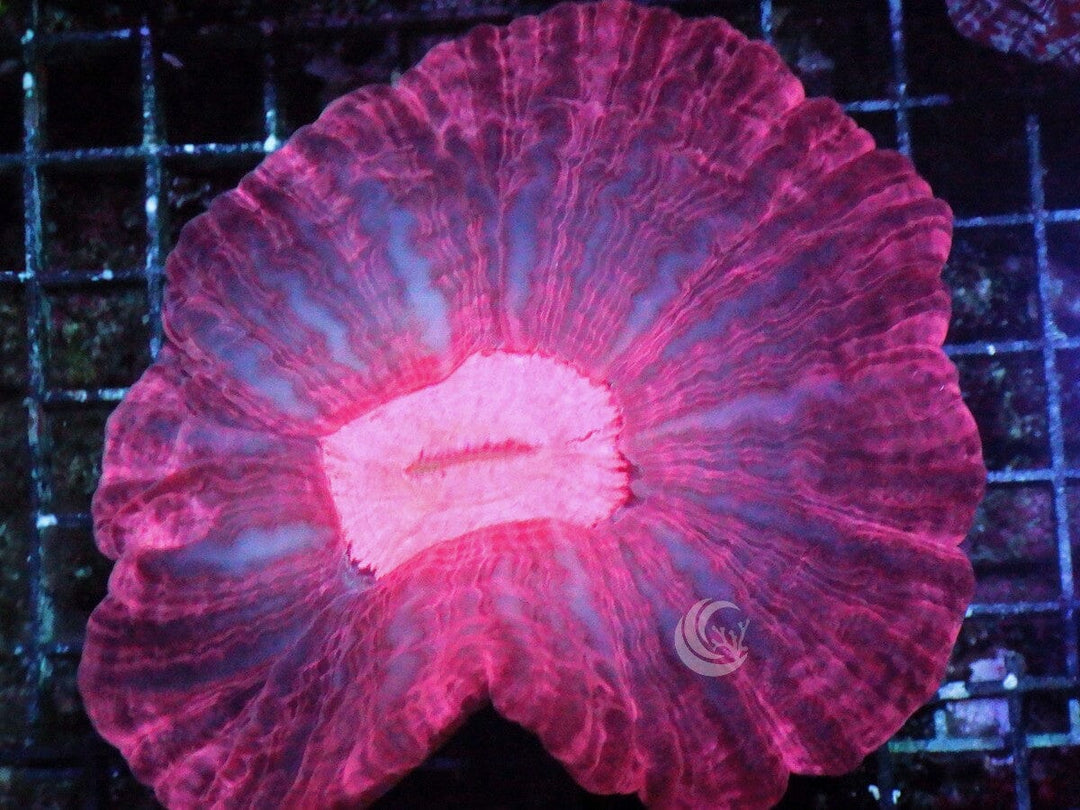 Pink-Red Indophyllia