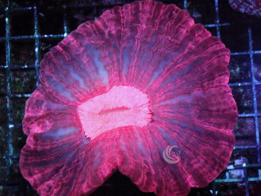 Pink-Red Indophyllia