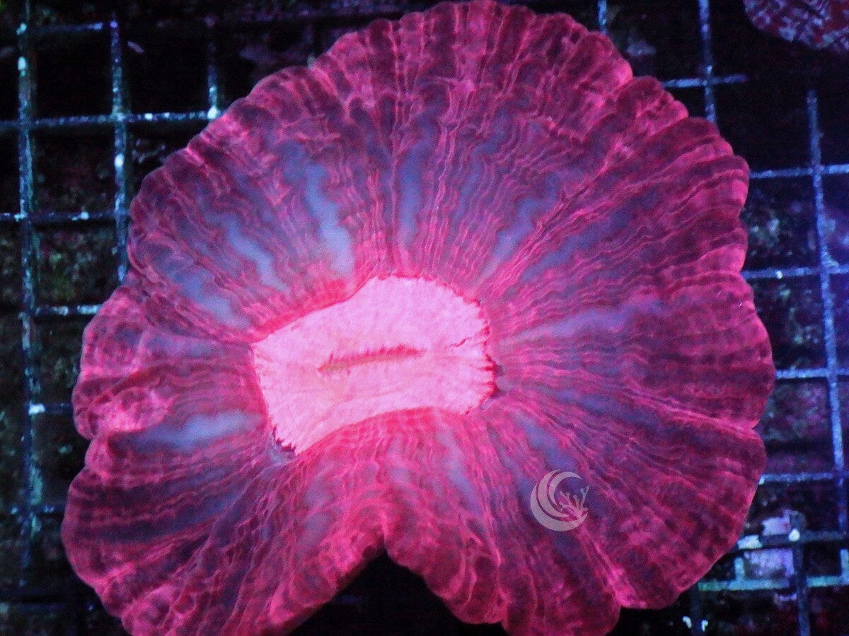 Pink-Red Indophyllia